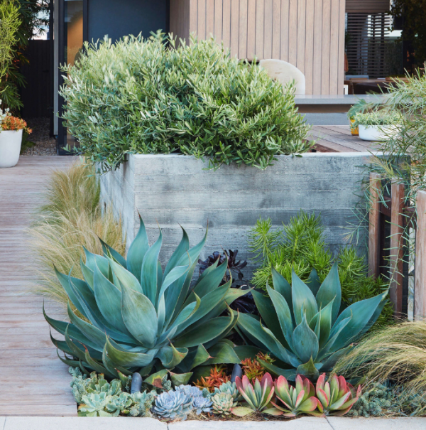 Taman kering dengan tanaman sukulen